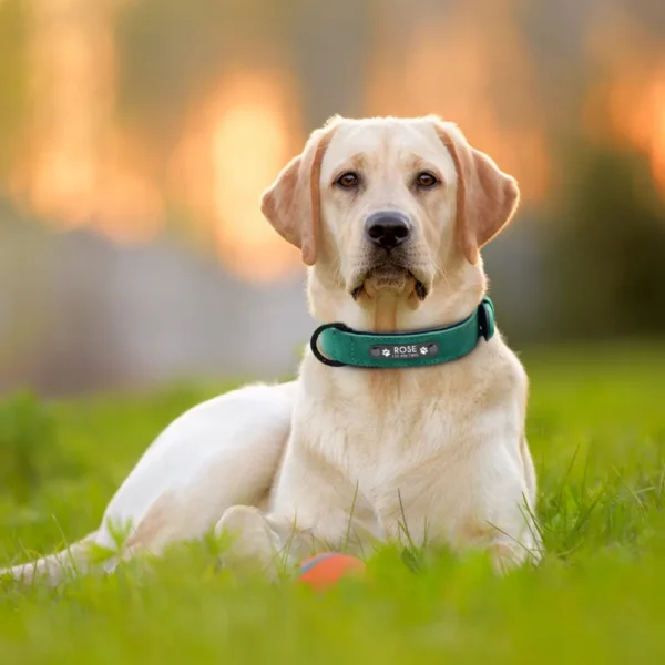 Custom Leather Dog Collar - Image 5