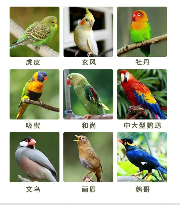 Parrot Glucose Electrolyte - Image 4